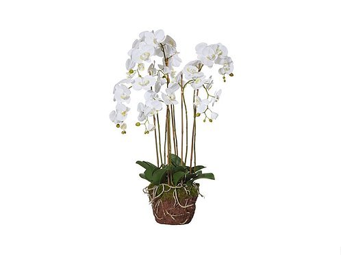 Buy Phalaenopsis Orchid Without Vase Flowers Online Melbourne