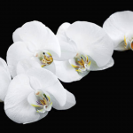 Order orchids online