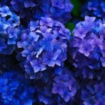Best Flowers to Buy In Summer