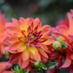 Order Flowers Online