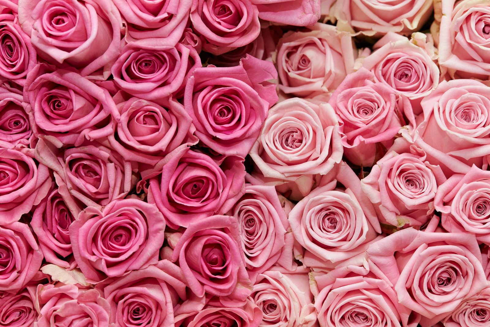 Rose background Florist Ivanhoe