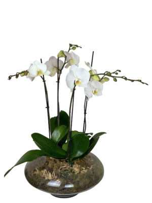 Christmas Flowers Orchids