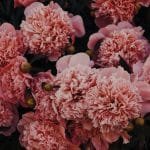 Florist Melbourne