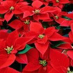 The Philosophy Behind Poinsettia, Christmas Plant