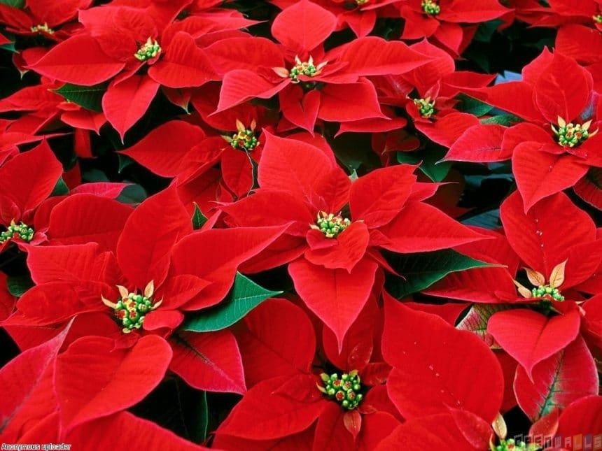 Flowers Online