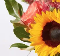 close up of sunflower arrangement