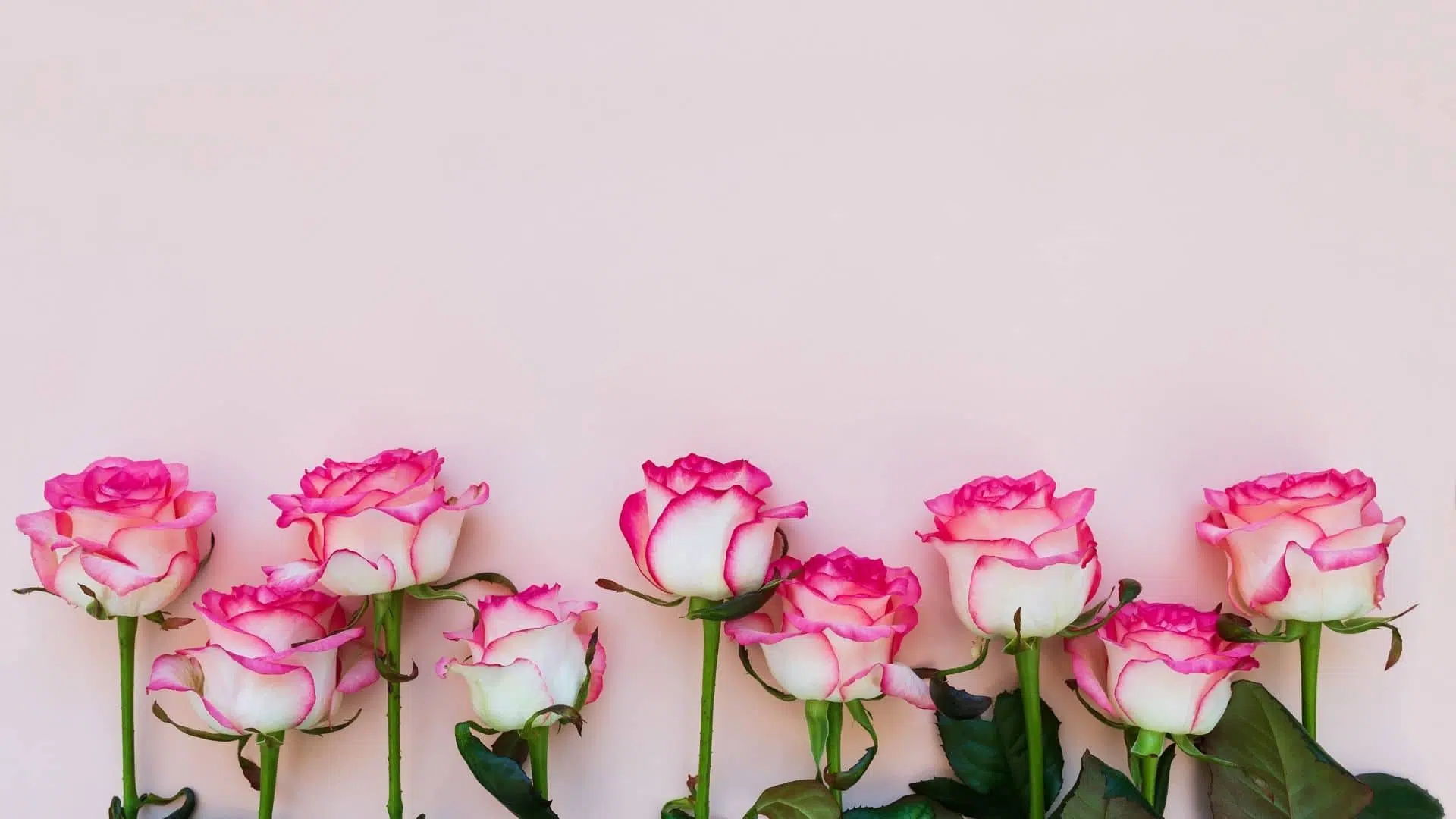 Pink Roses and Their Symbols