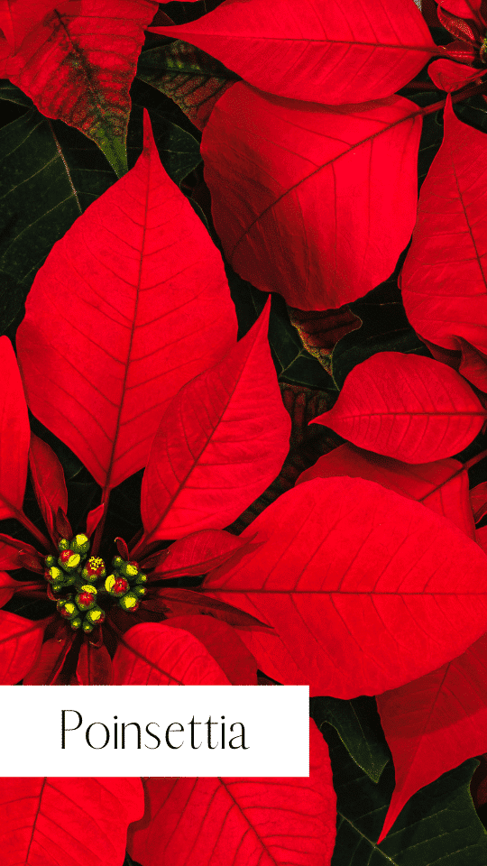poinsettia plant(christmas flower) poinsettie for sale