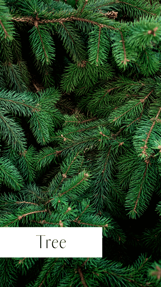 Christmas tree leaves Christmas tree
