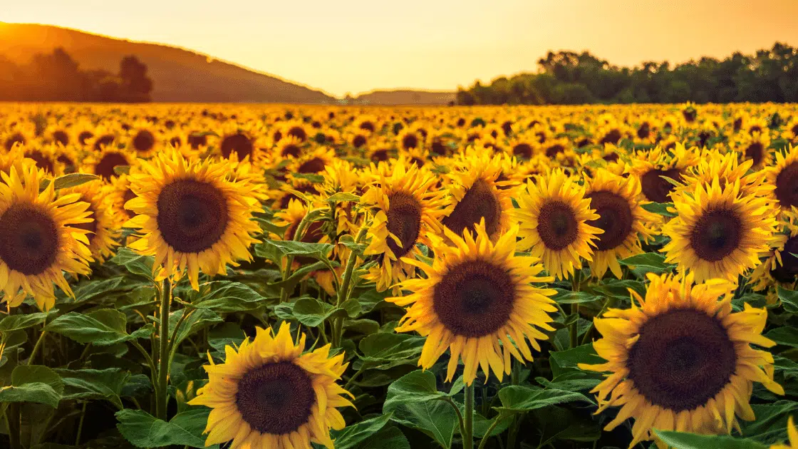 5 little know facts about Sunflowers