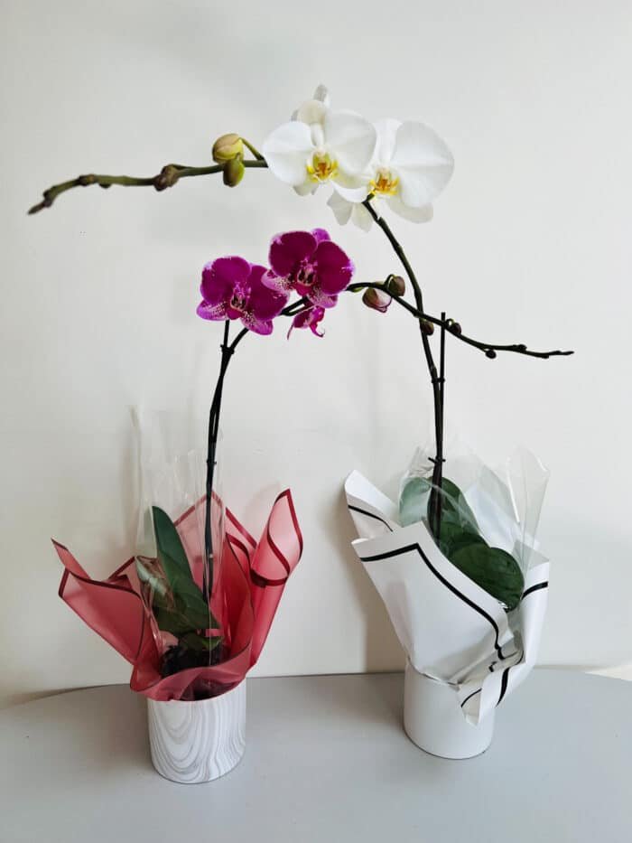 orchid collection for sale Melbourne