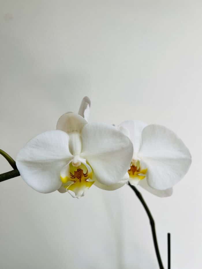 white orchid for sale