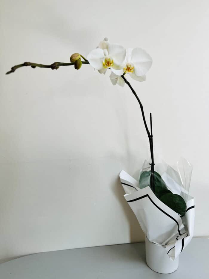 white orchid for sale in Melbourne