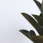How To Choose The Right Plant For Your Apartment