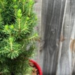 How To Grow Your Plant Safely?