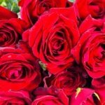 Why Do Sending Red Roses Never Get Outdated?