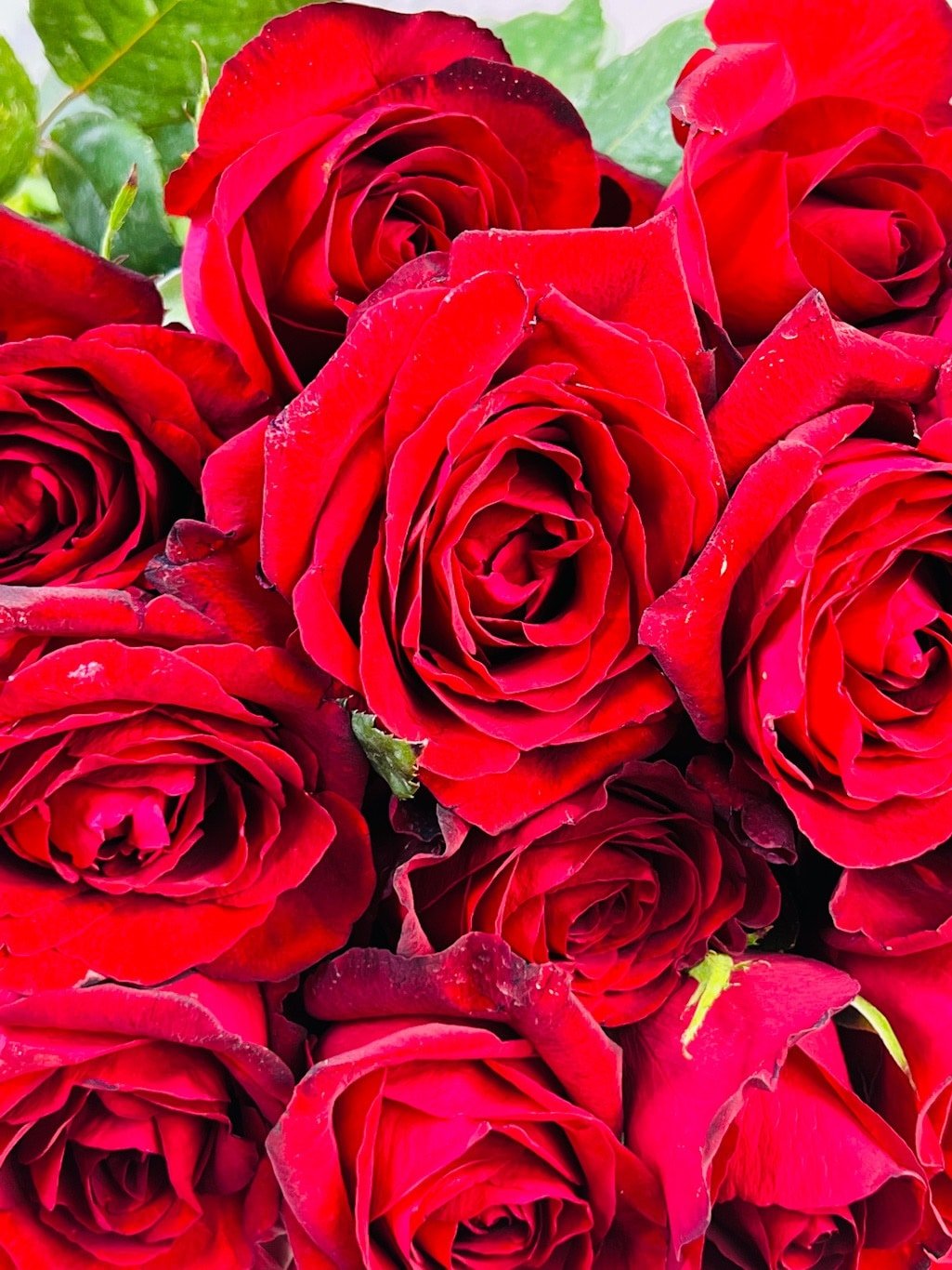 Why Do Sending Red Roses Never Get Outdated Flower Club