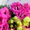 pink lisianthus for sale
