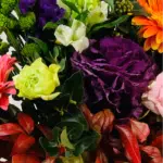 chrysanthemum -1