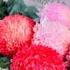 pink mum disbud for sale in Melbourne