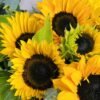 bunch of sunflowers for sale