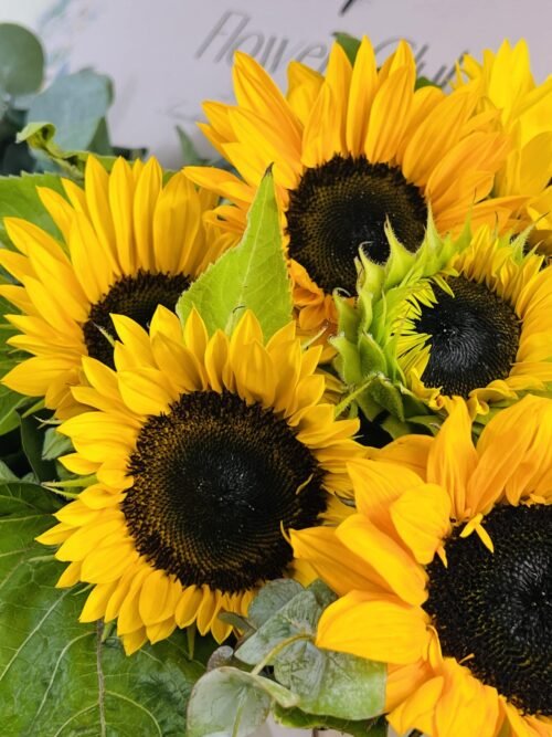 bunch of sunflowers for sale