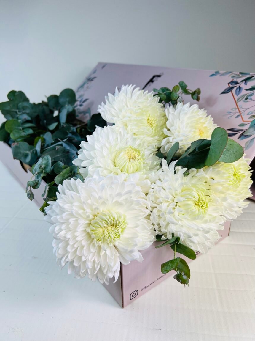 white mum disbud for sale