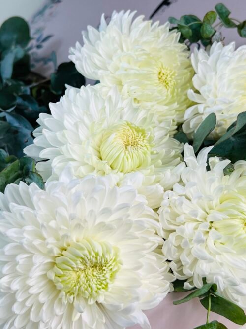 mum disbud for sale in Melbourne