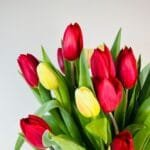 red and yellow tulips
