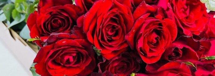 Premium Red Roses