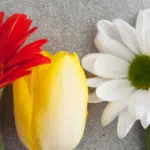 5 Best Flowers to Buy for Mother’s Day