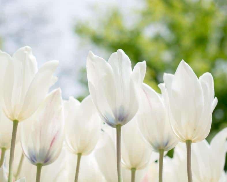 WHY SHOULD YOU ORDER FLOWERS ONLINE WITH FLOWERCLUB