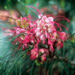 Dazzling Blooms Across The County: A Celebration Of Australian Wildflowers