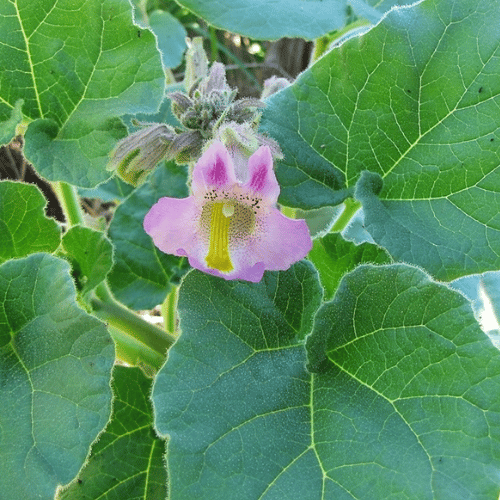 It is a Unicorn Flower (Proboscidea Louisianica) (1)