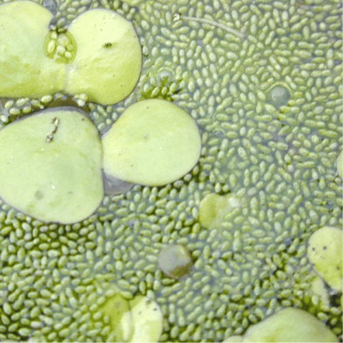 The Flytrap of Venus (Dionaea Muscipula)