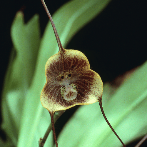 The World's Weirdest Flowers 