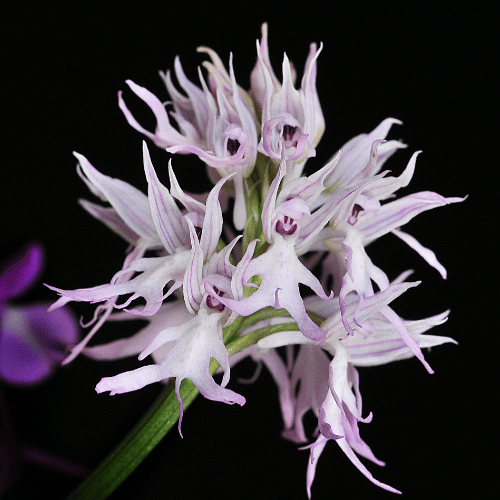 The Naked Man Orchid (Orchis Italica)