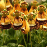 The World’s Weirdest Flowers