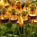These Are The World's Weirdest Flowers, And They're All Down Here