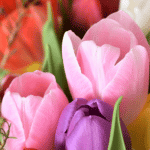 Why Do People Prefer To Receive/Send Flowers For Sympathy?