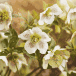 Flowers to Plant in Winters in Australia