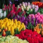 What You Need to Know about Sending Flowers for the Holidays