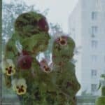 Ideal Flower Varieties to Bring When Celebrating a New Baby