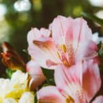 The Perfect Flower to Give after a Theatre Performance