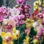 Common Flowers and Fruits Used to Celebrate Chinese New Year