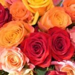 Your Guide to Choosing the Best Roses for Your Partner
