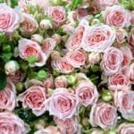 How to Pick the Right Roses for Your Partner This Valentine’s Day
