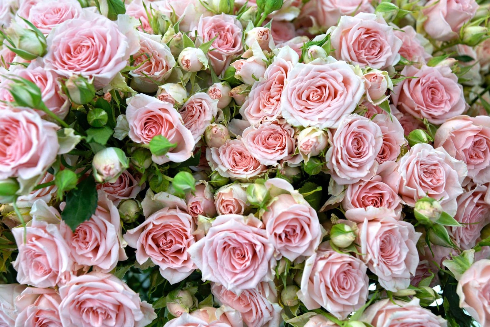 Right Hand Side Roses How to Pick the Right Roses for Your Partner This Valentine's Day