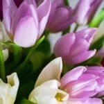 What Are the Top 10 Most Popular Flowers for Valentine’s Day?
