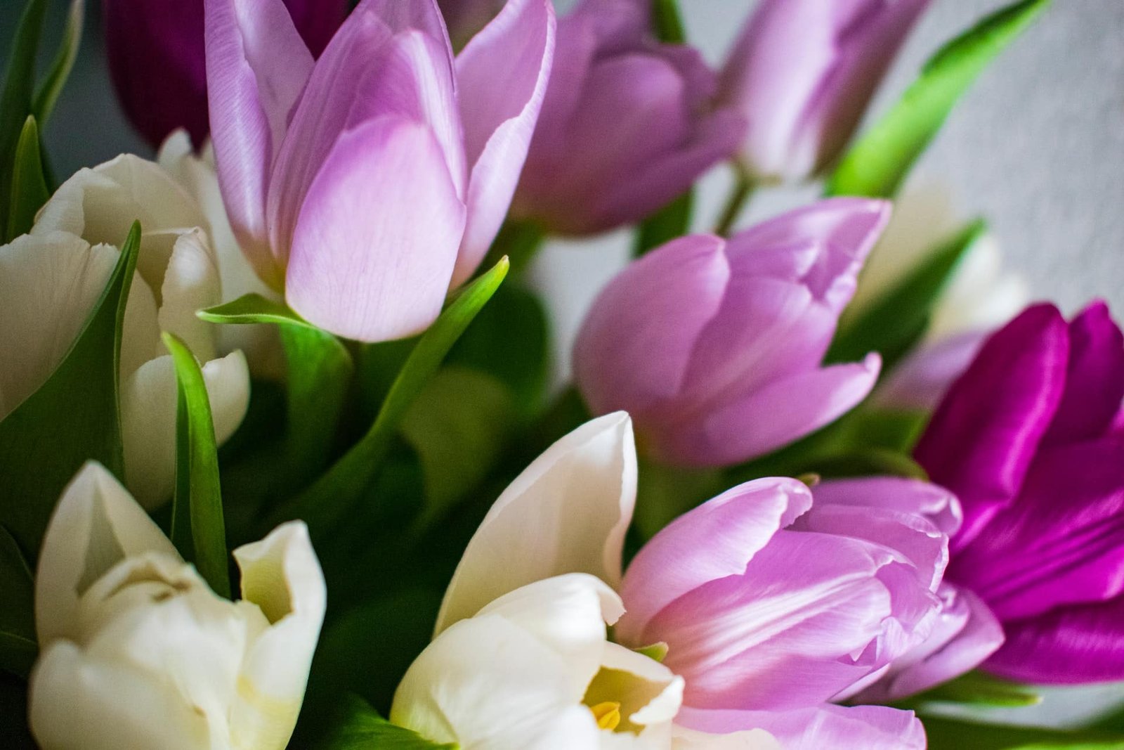 What Are the Top 10 Most Popular Flowers for Valentine’s Day?